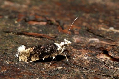Réf. 187 959 : Ypsolopha sequella